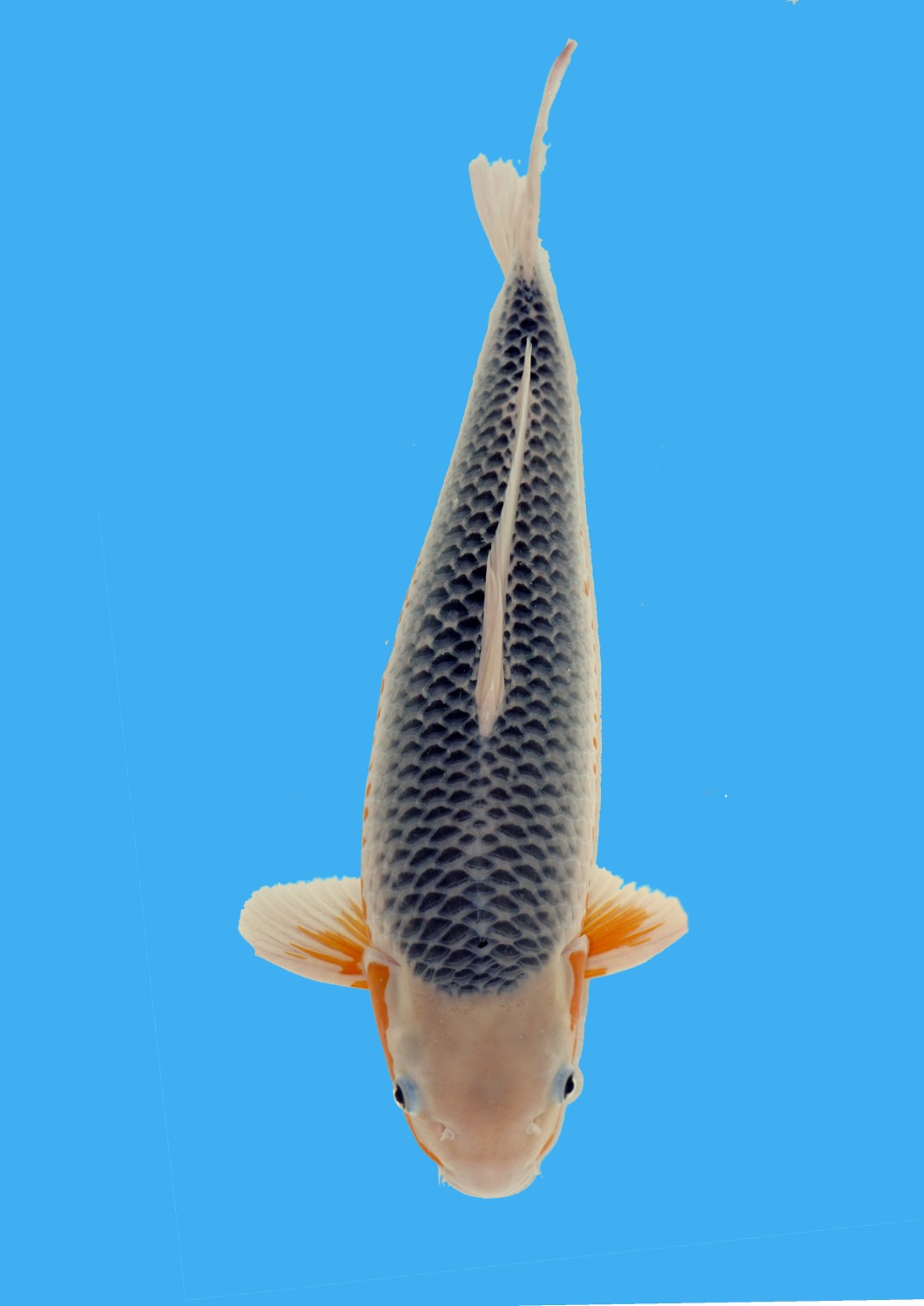 Juara 2