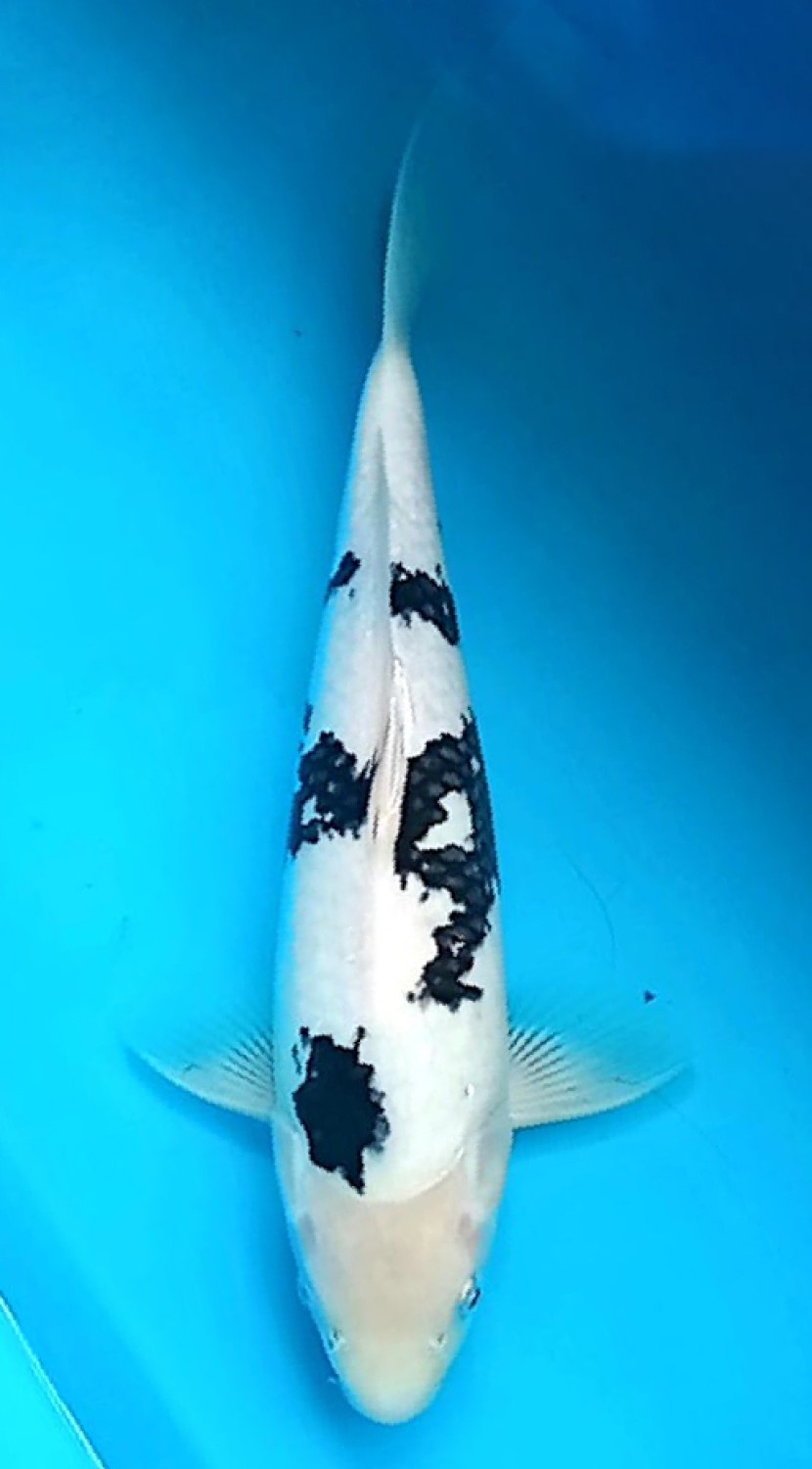 Juara 1