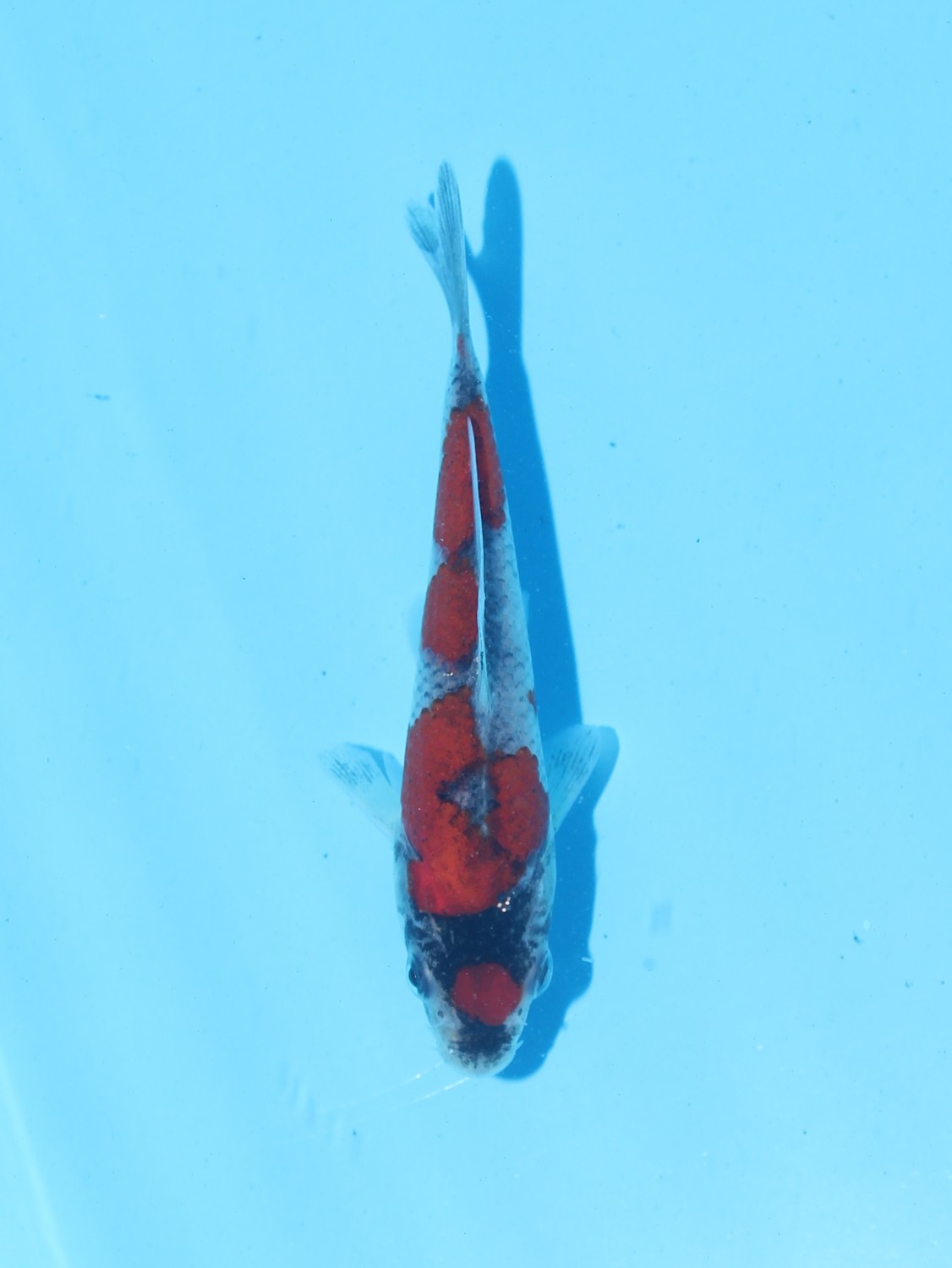 Juara 1