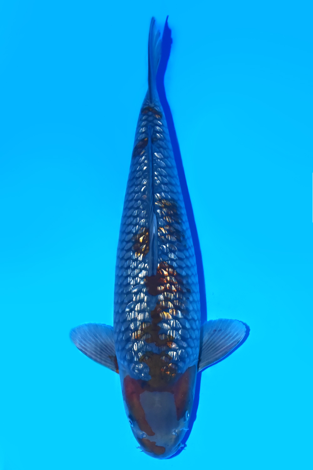Best In Size C 46-50 cm