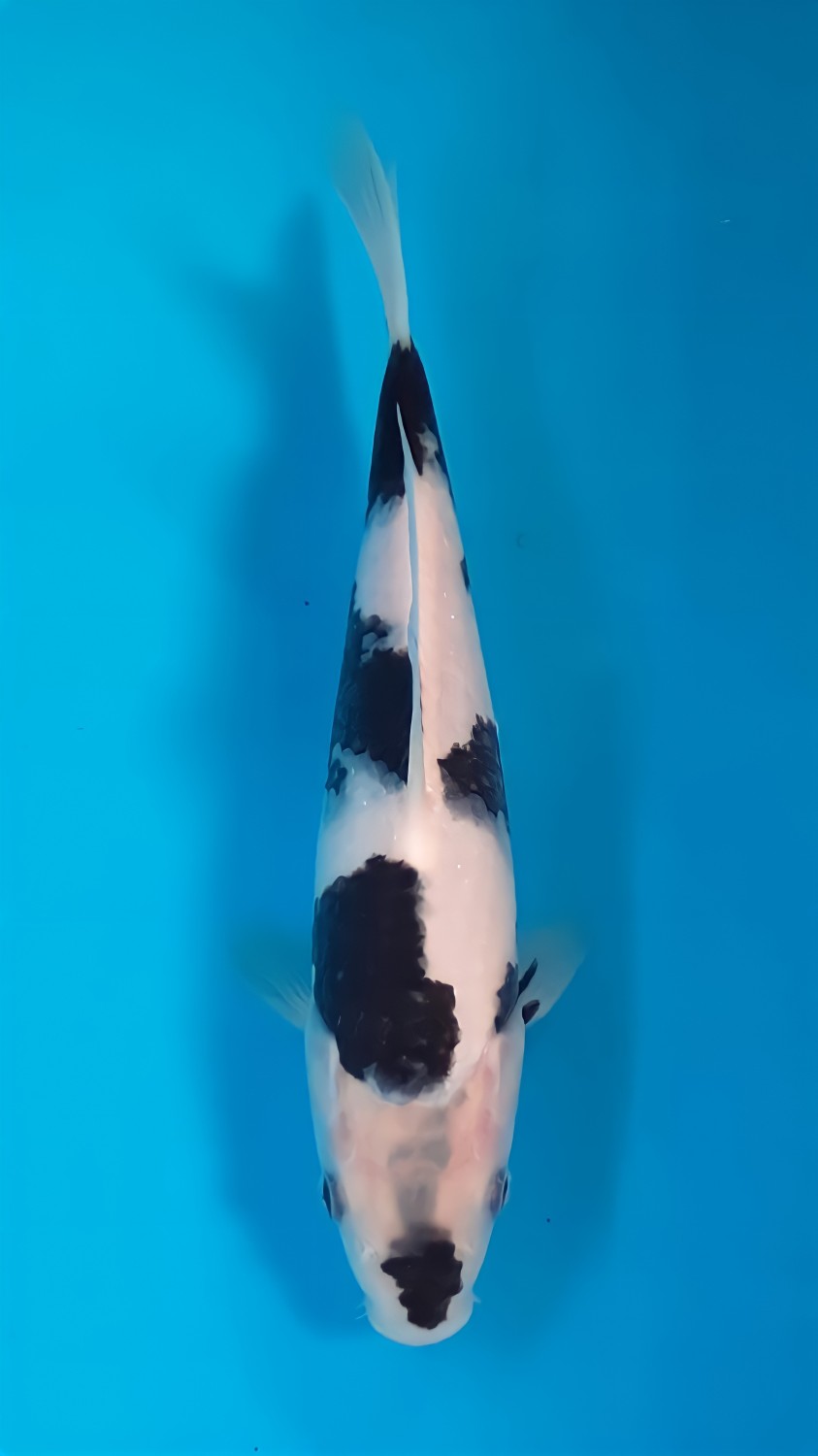 Best In Size B 16 - 20 cm