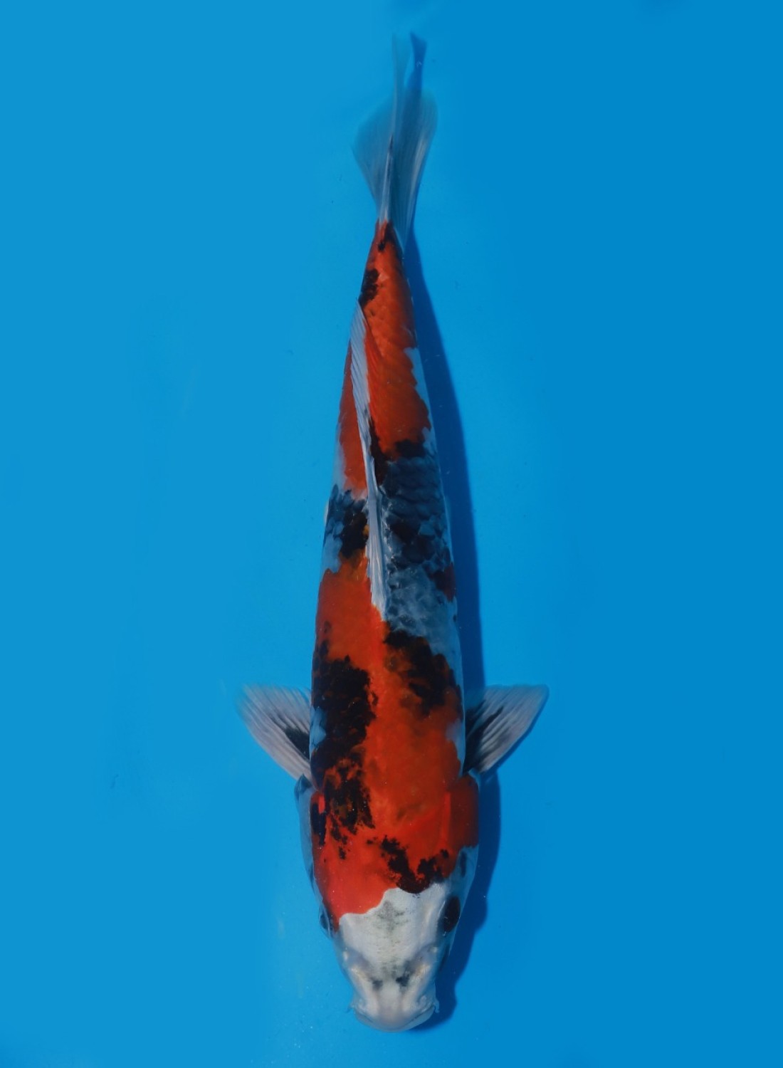 Juara 3
