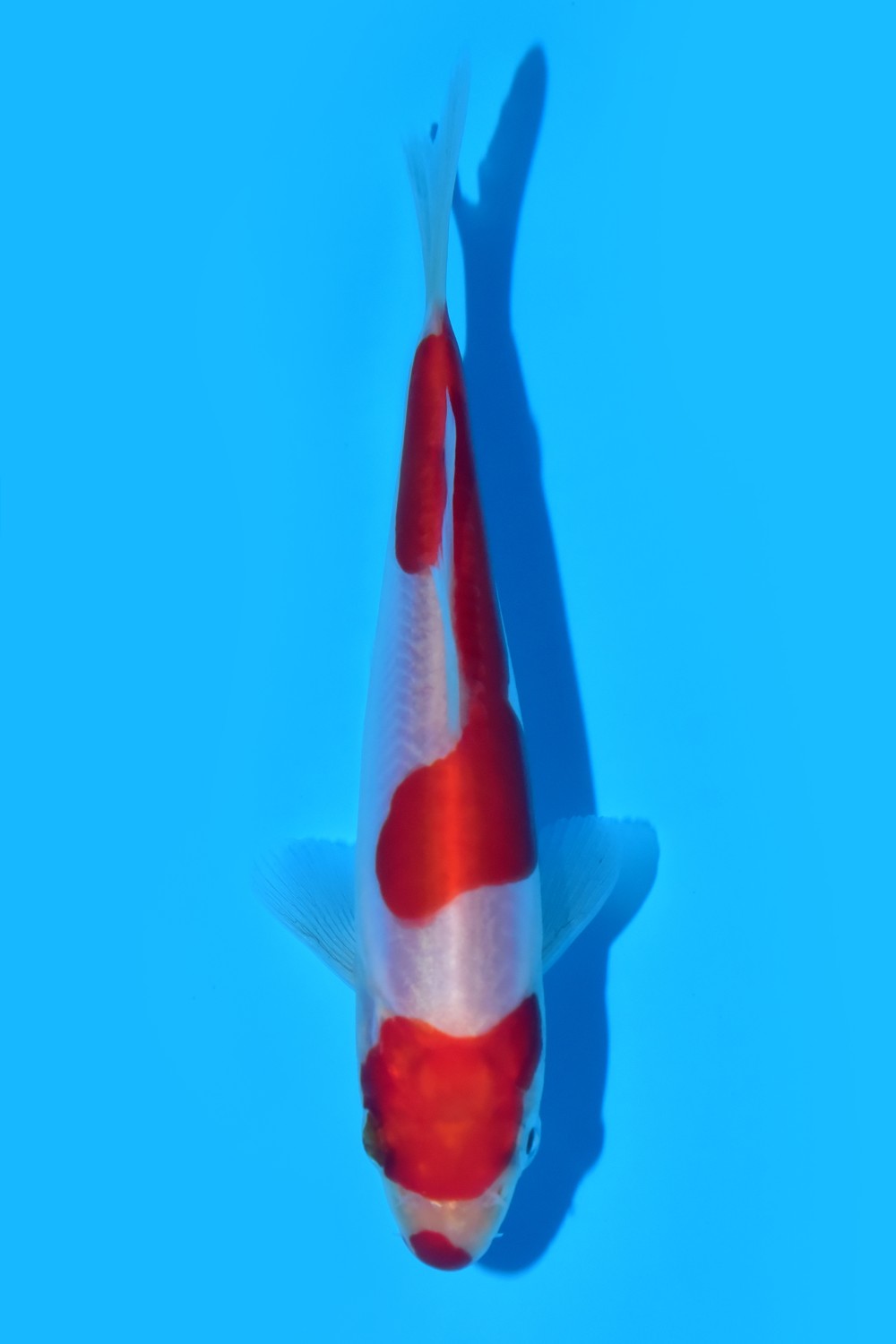 Juara 1