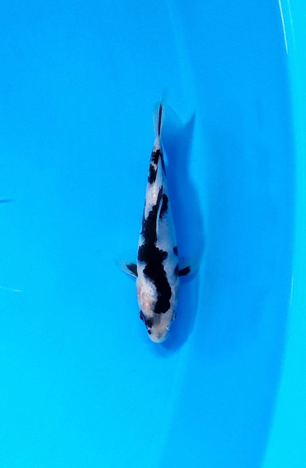 Best In Size B  1-12 cm