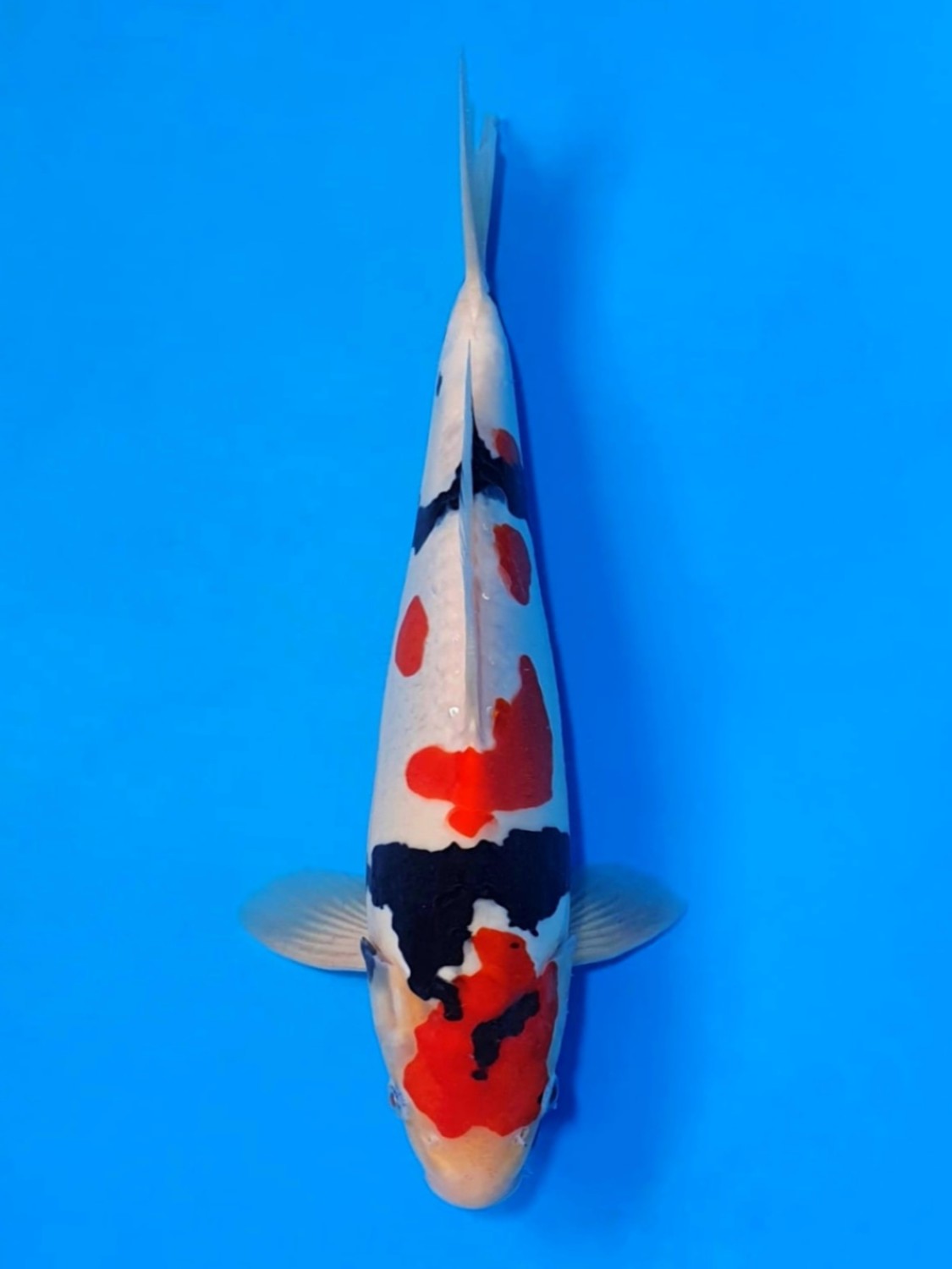 Juara 1