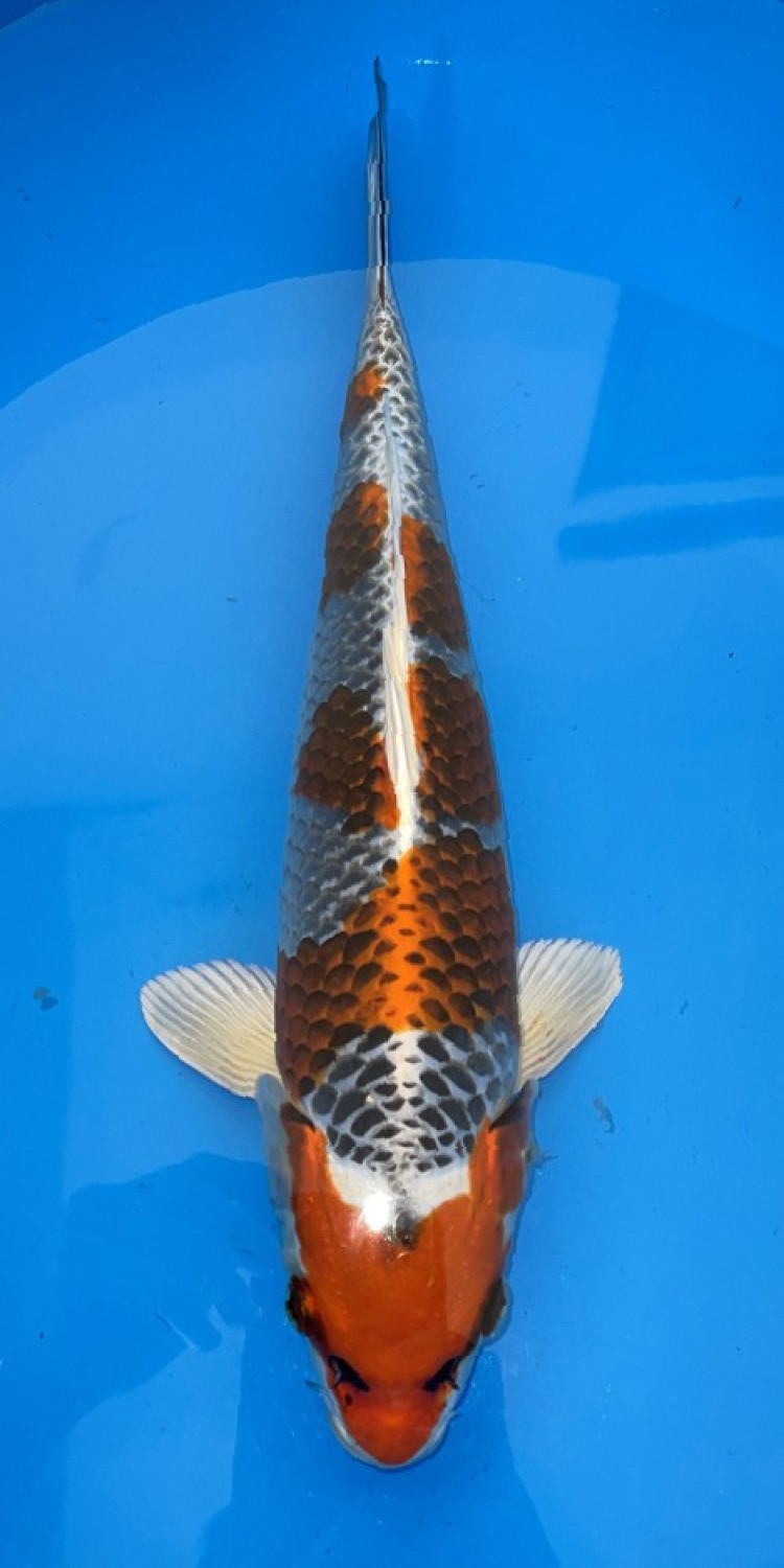 Juara 2