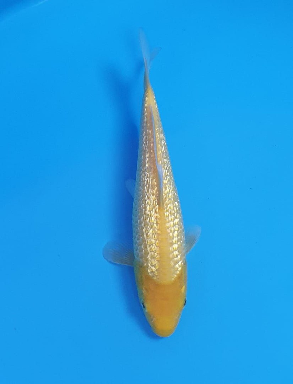 Juara 1