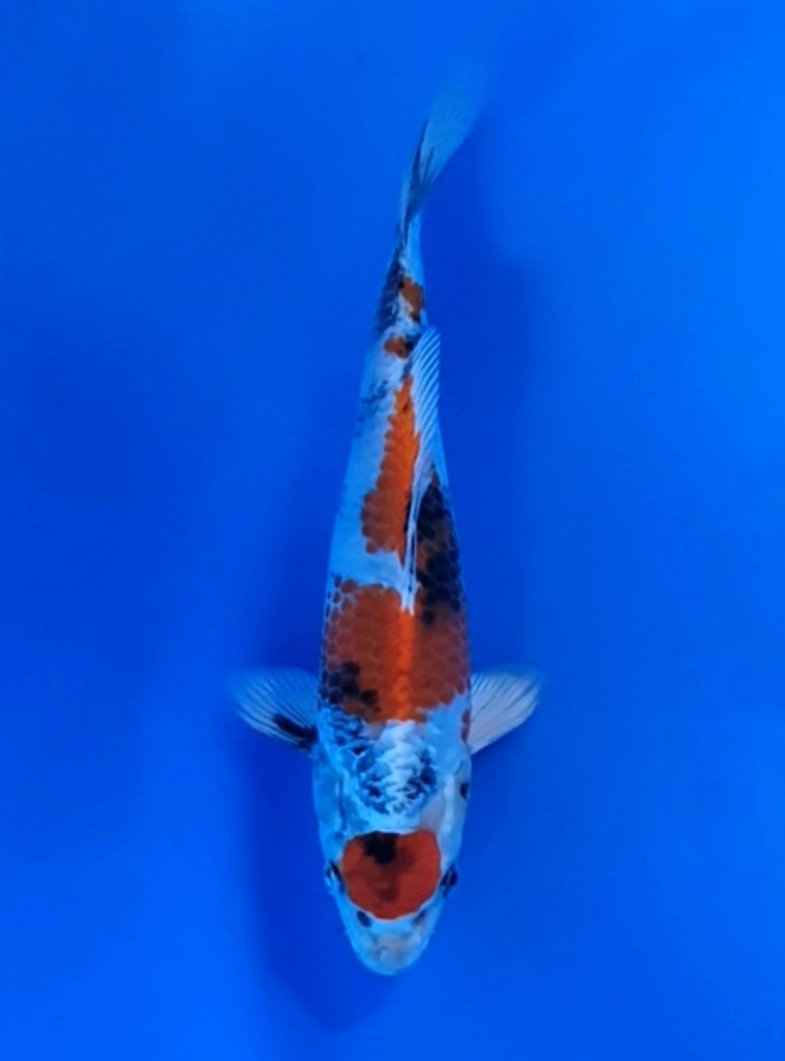 Best In Size D 16 - 20 cm