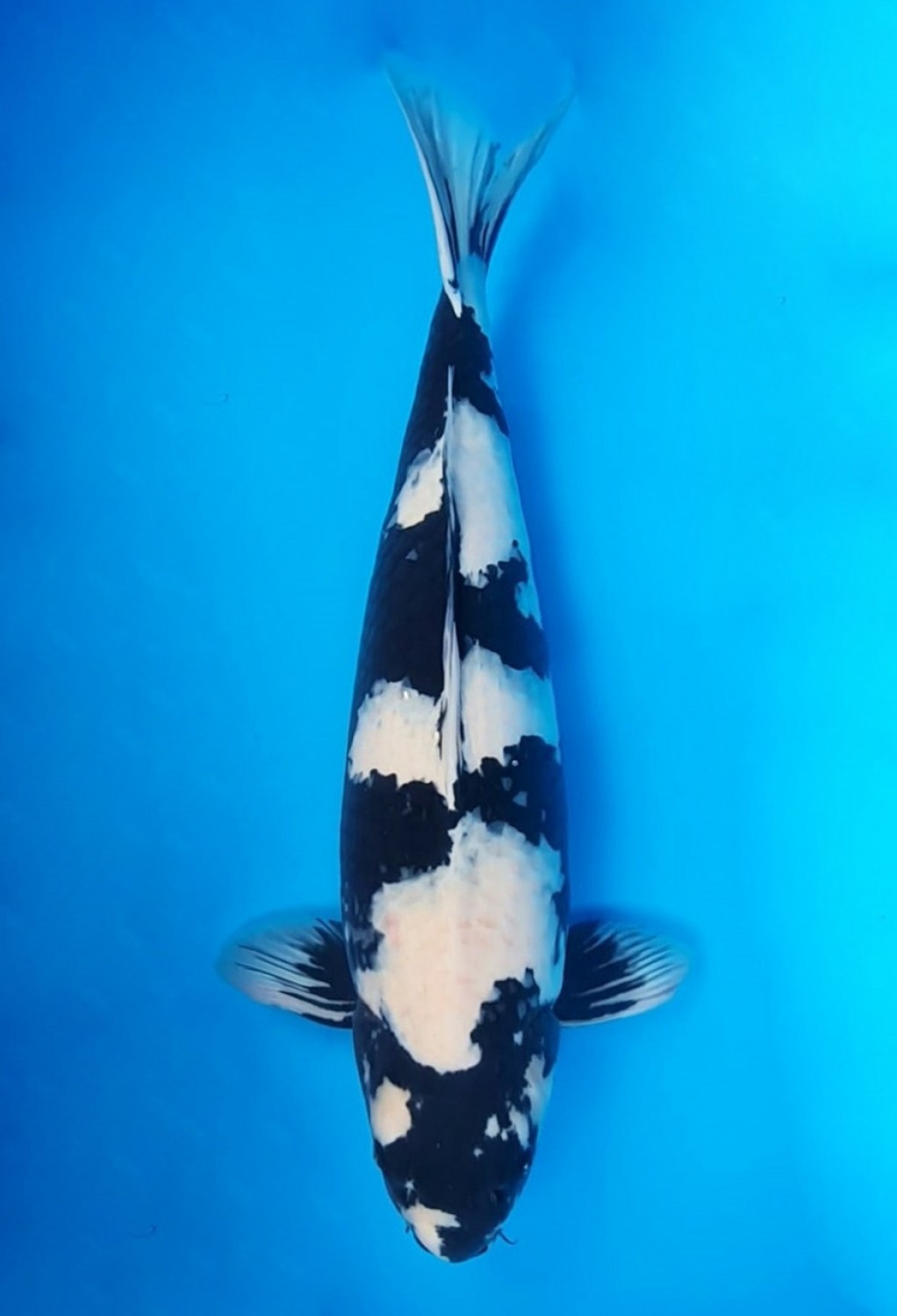 Juara 1