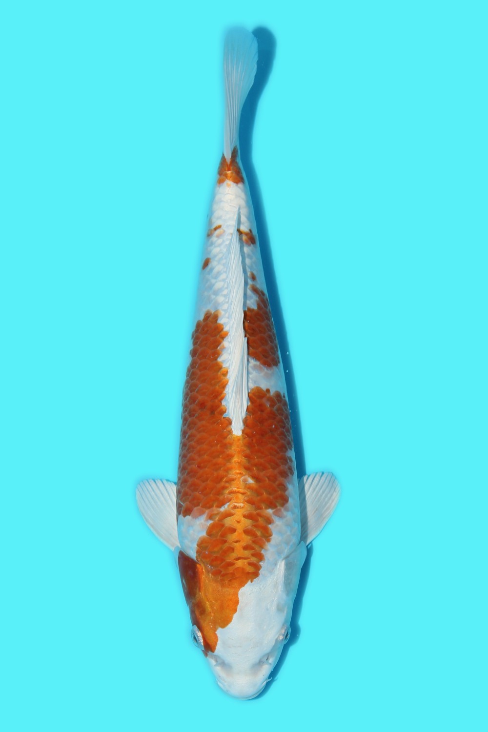 Juara 1