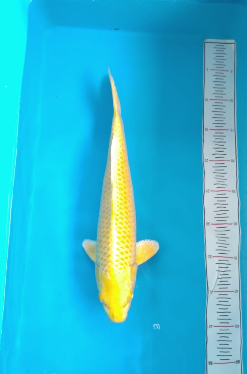 Juara 2
