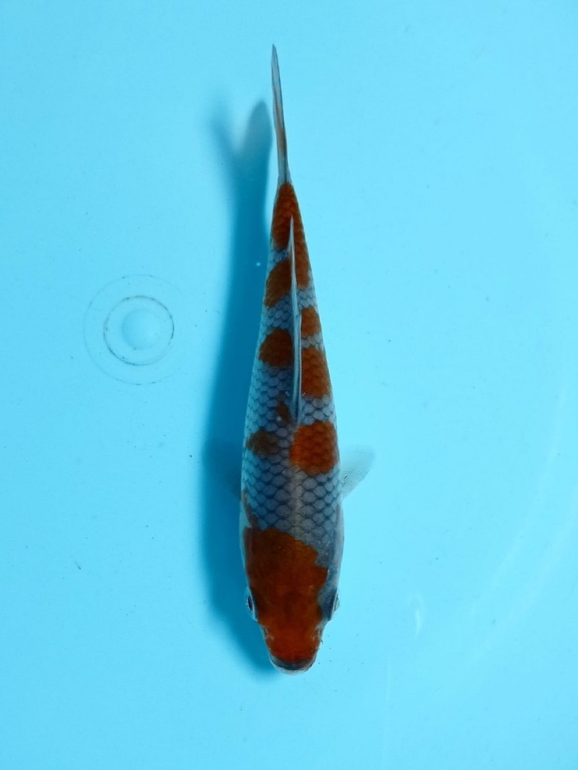 Juara 2
