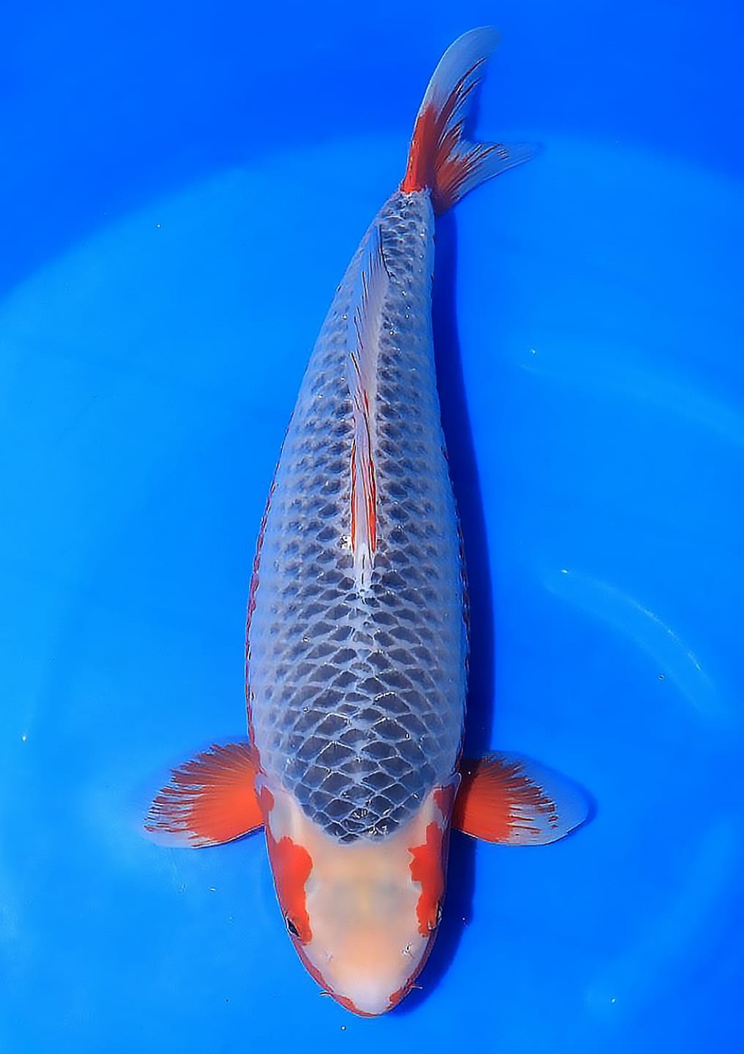 Best In Size D 61-65 cm