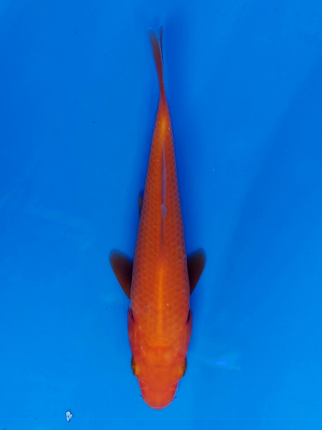 Juara 5