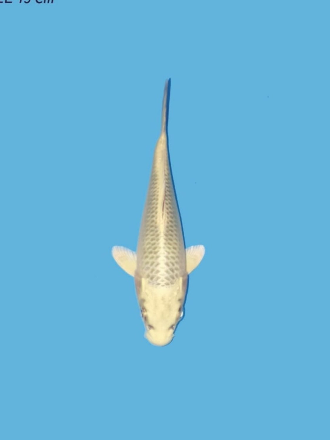 Best In Size E  1-12 cm