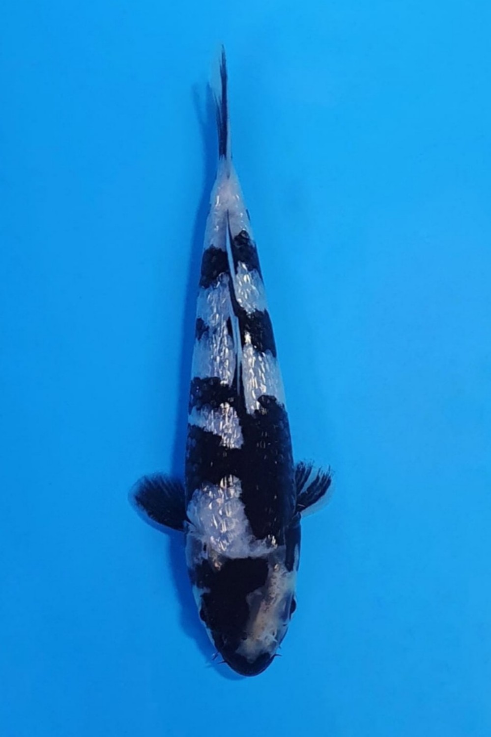 Juara 5