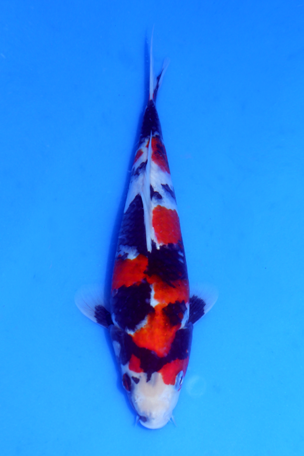Juara 1