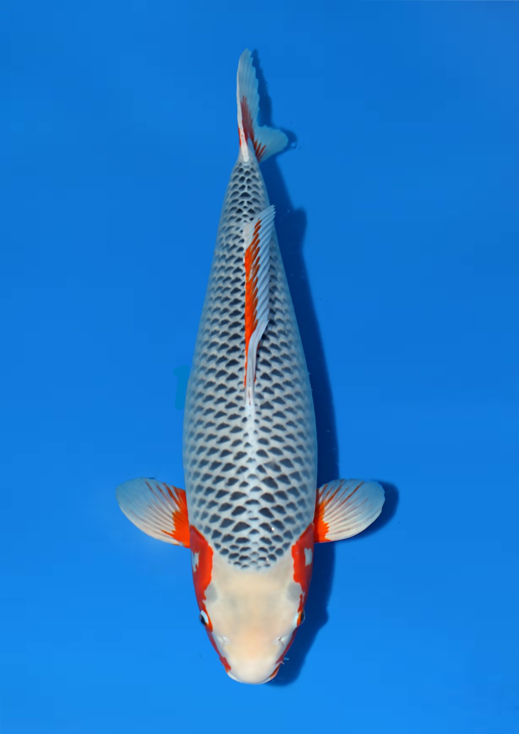 Best In Size D 66-70 cm