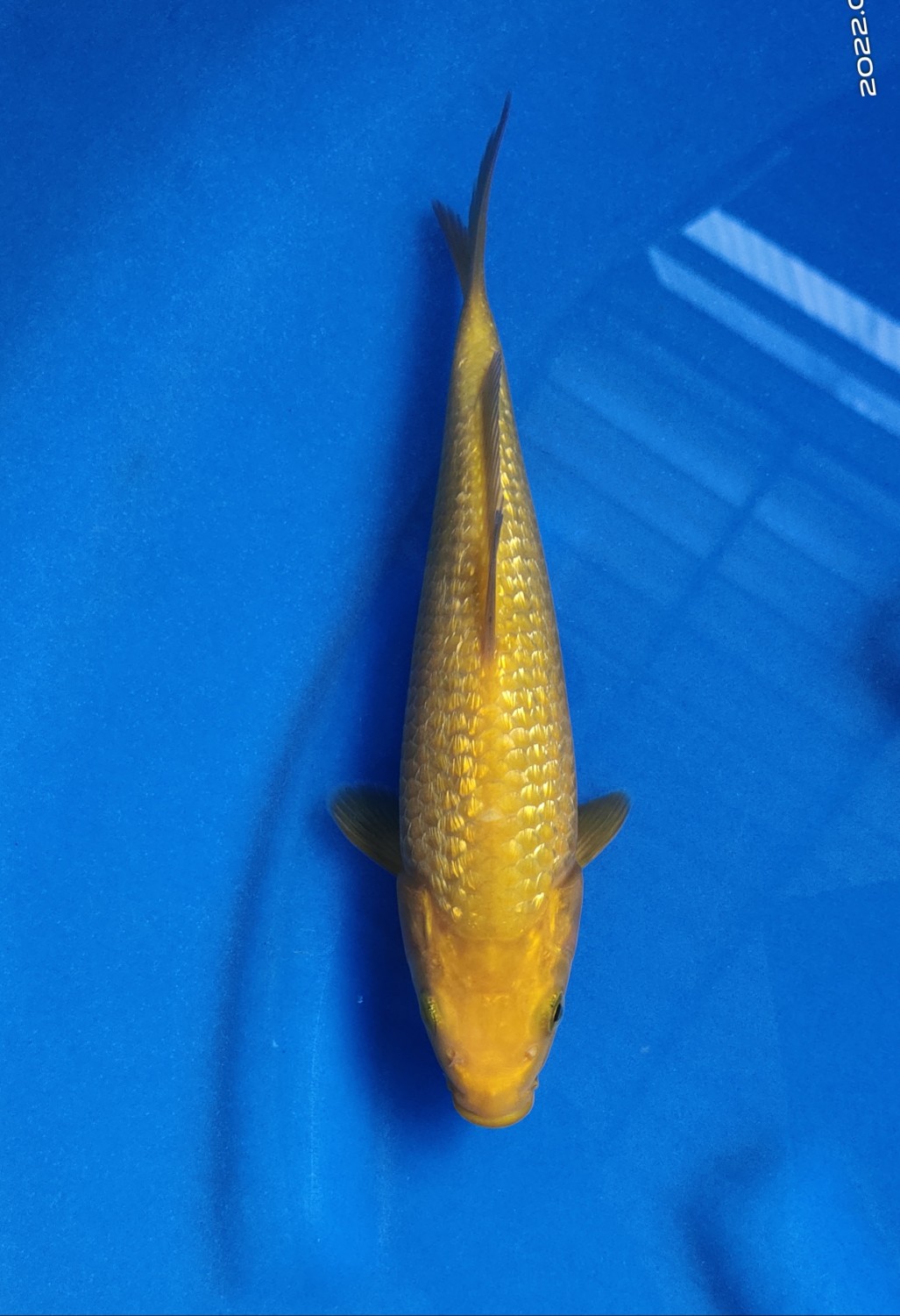 Best In Size E 16 - 20 cm