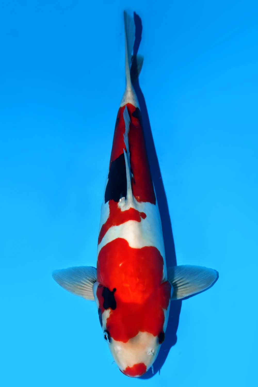 Juara 2