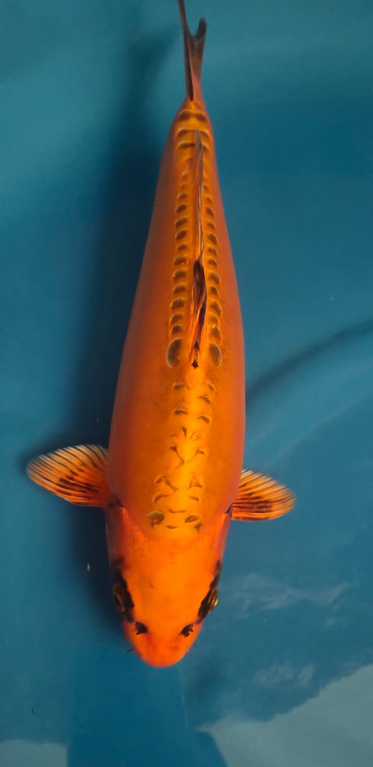 Best In Size E 31-35 cm