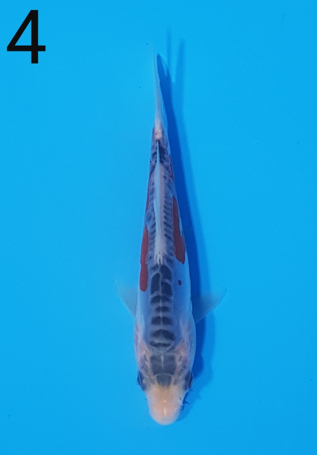 Juara 1