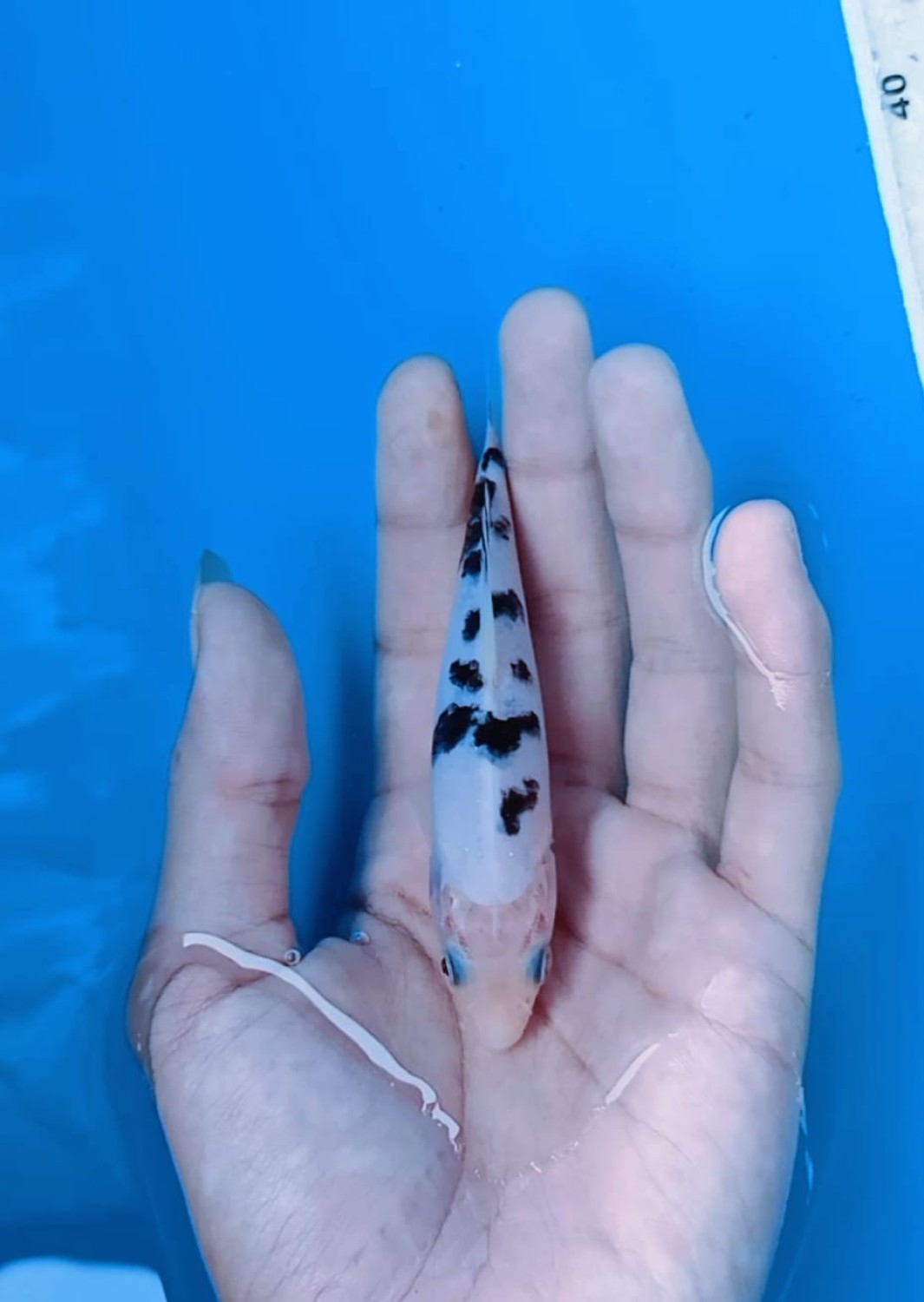 Best In Size D  1-12 cm