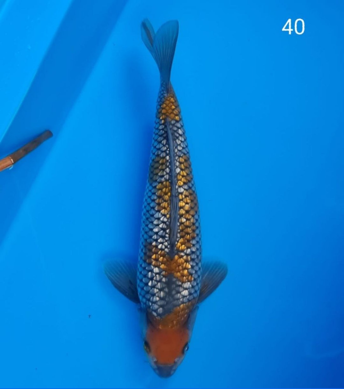 Juara 3