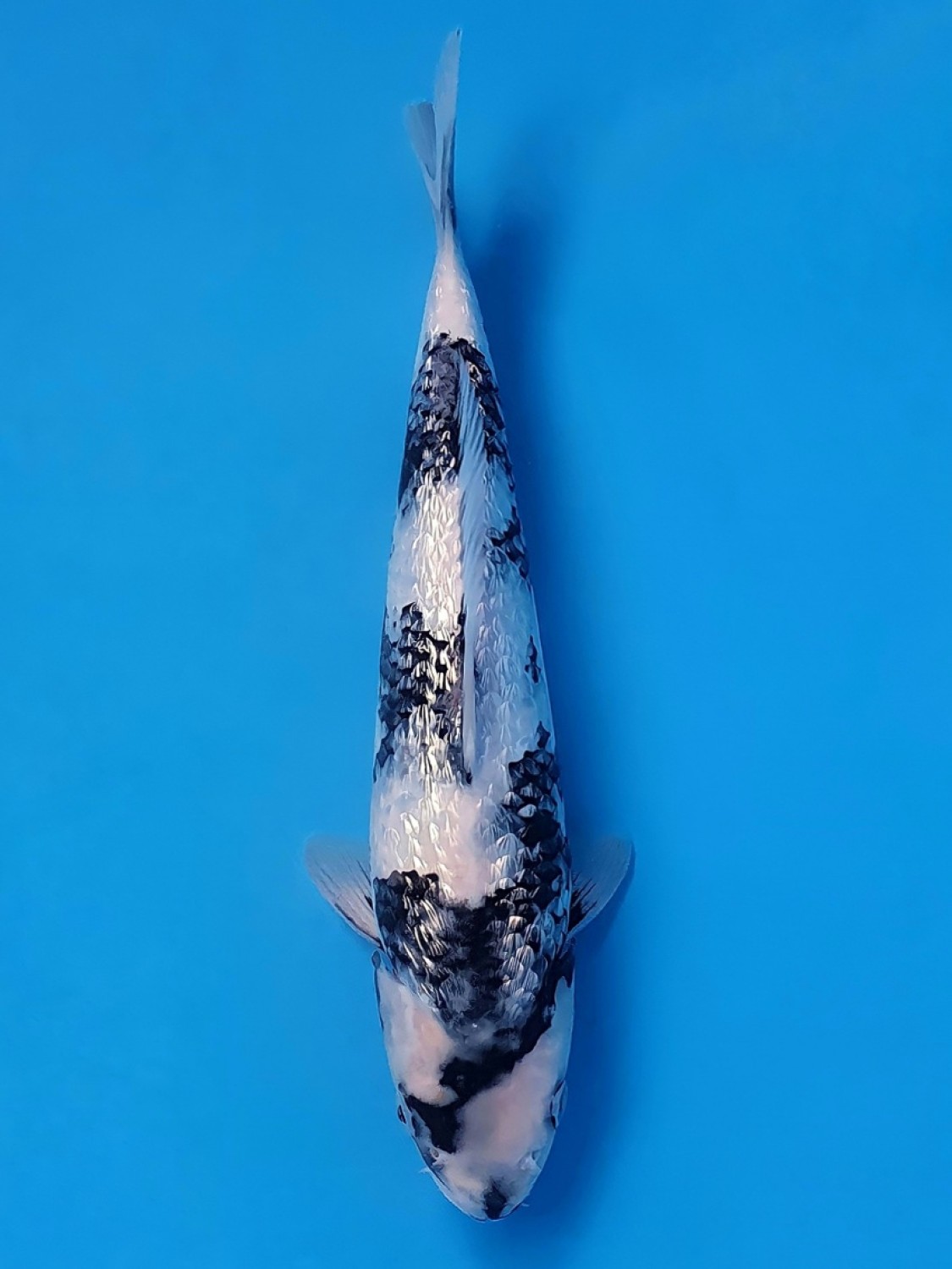 Juara 1