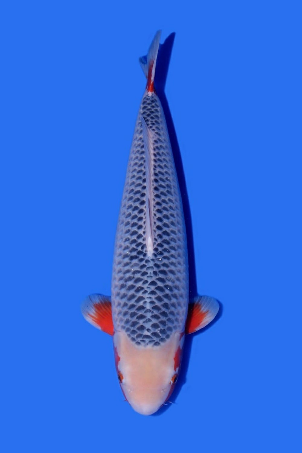Juara 1