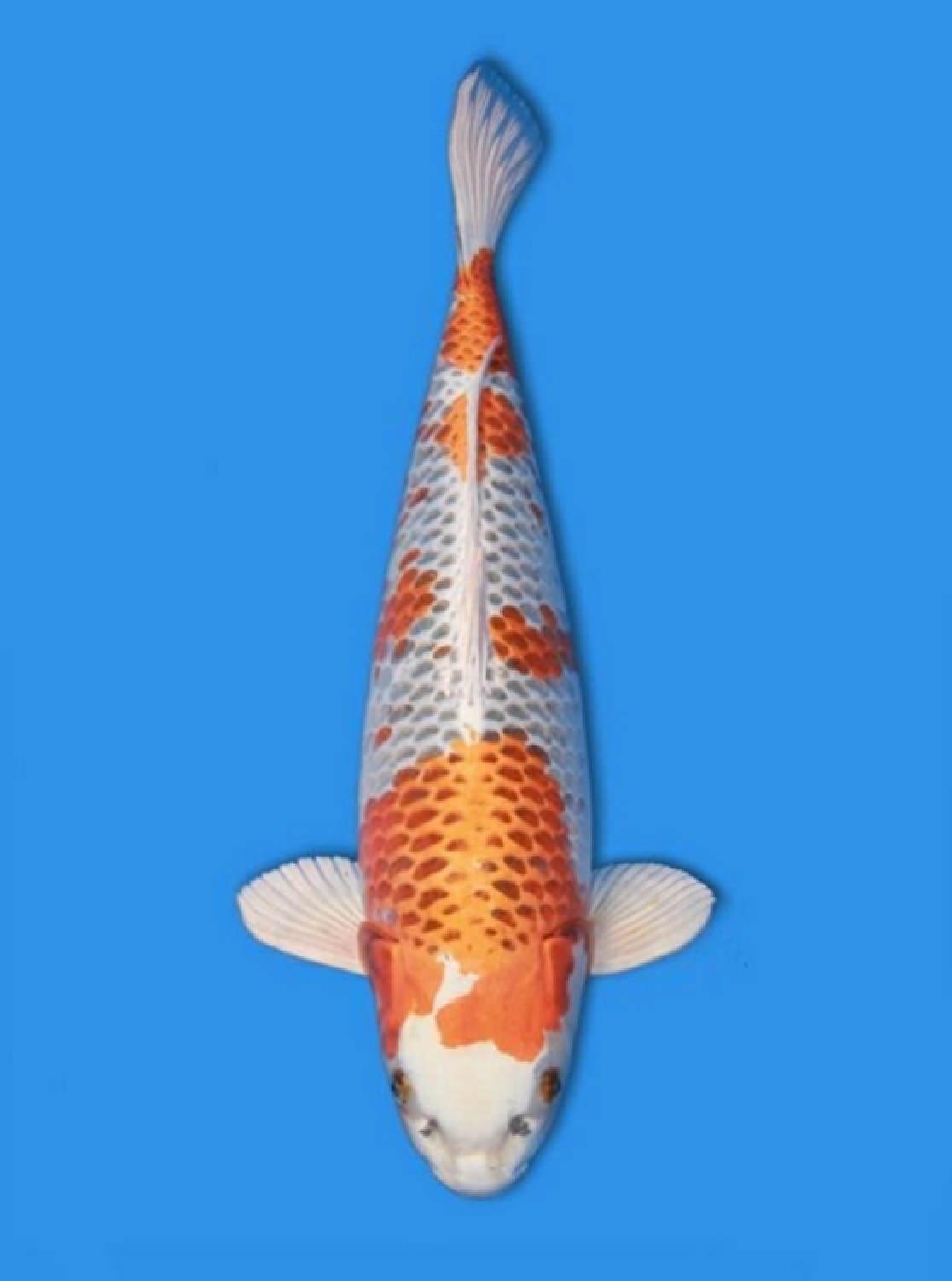 Juara 1