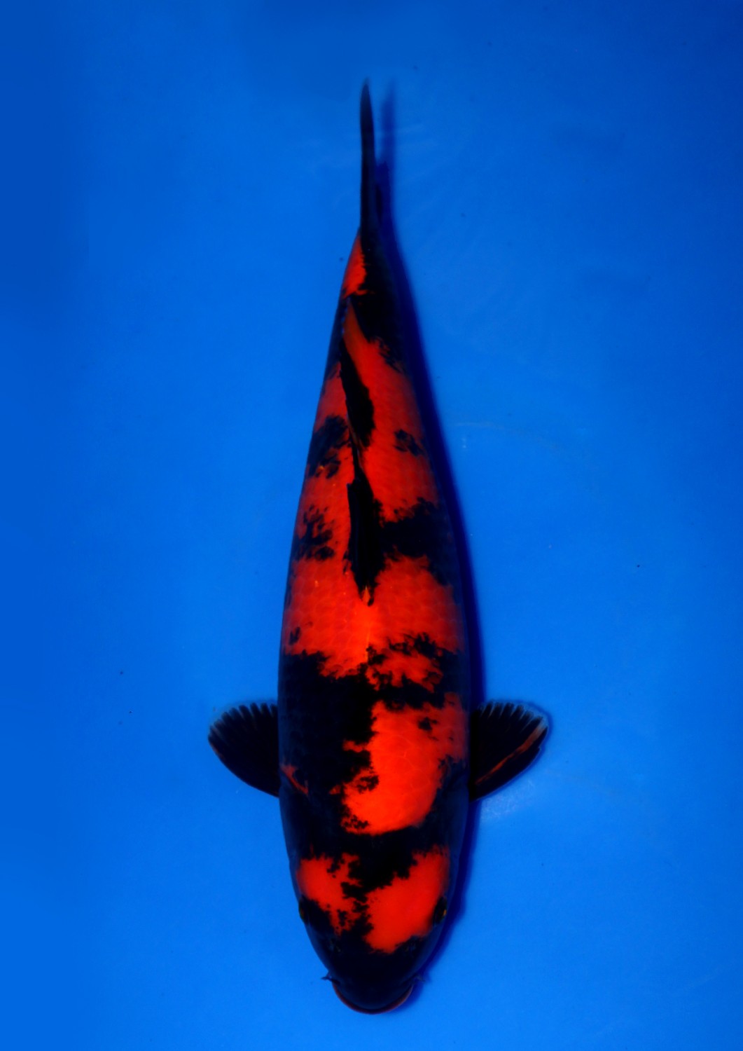 Best In Size D 56-60 cm