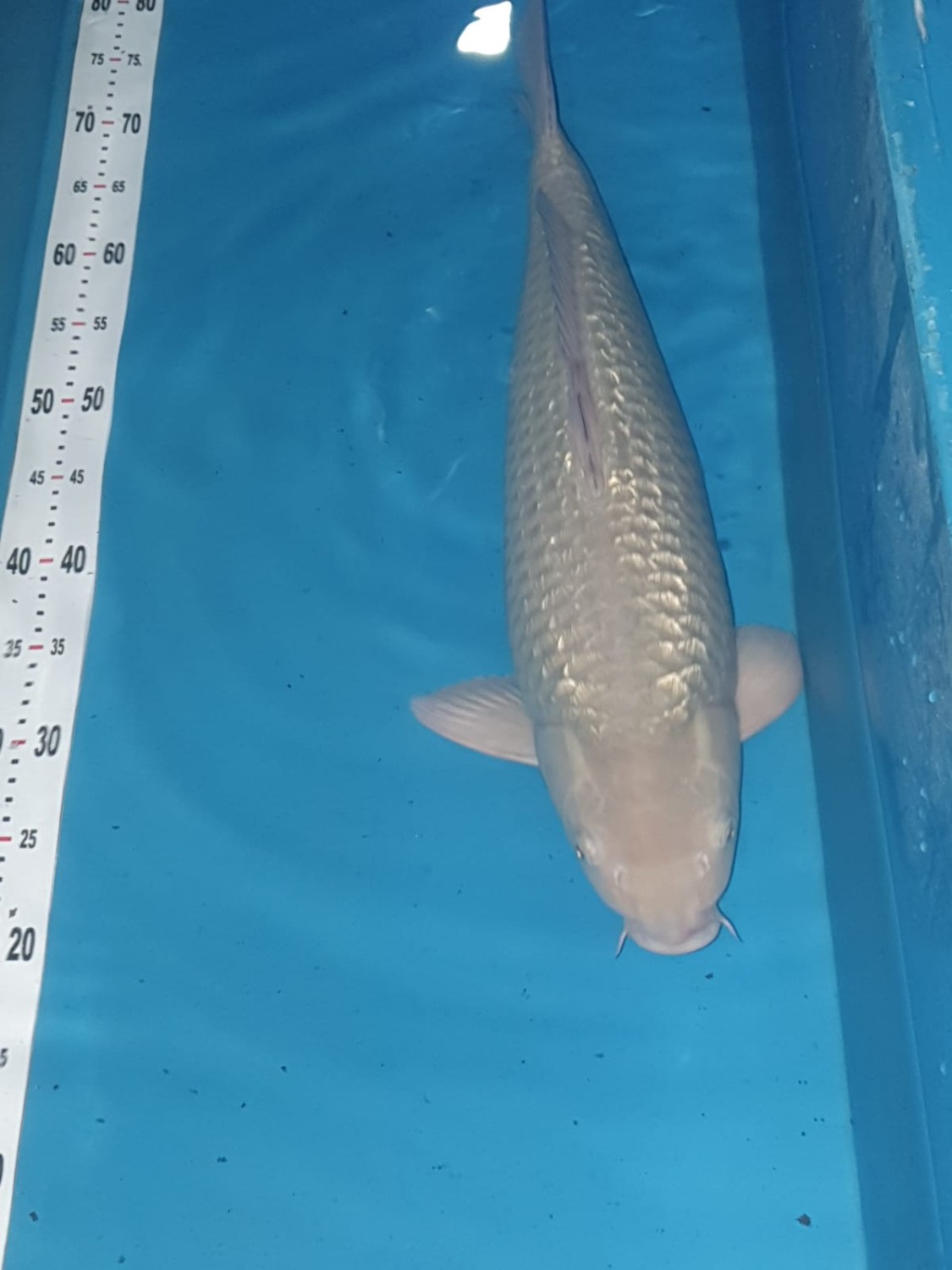 Best In Size E 51-55 cm
