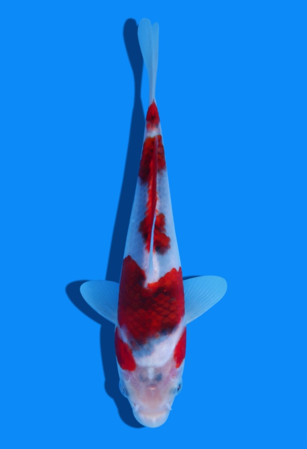 Juara 2