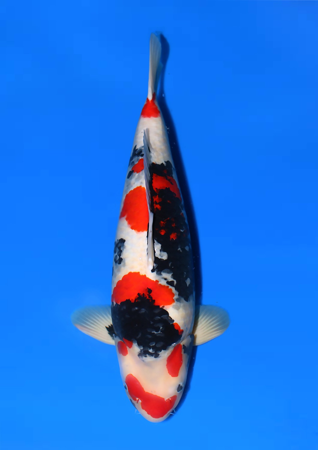 Juara 1
