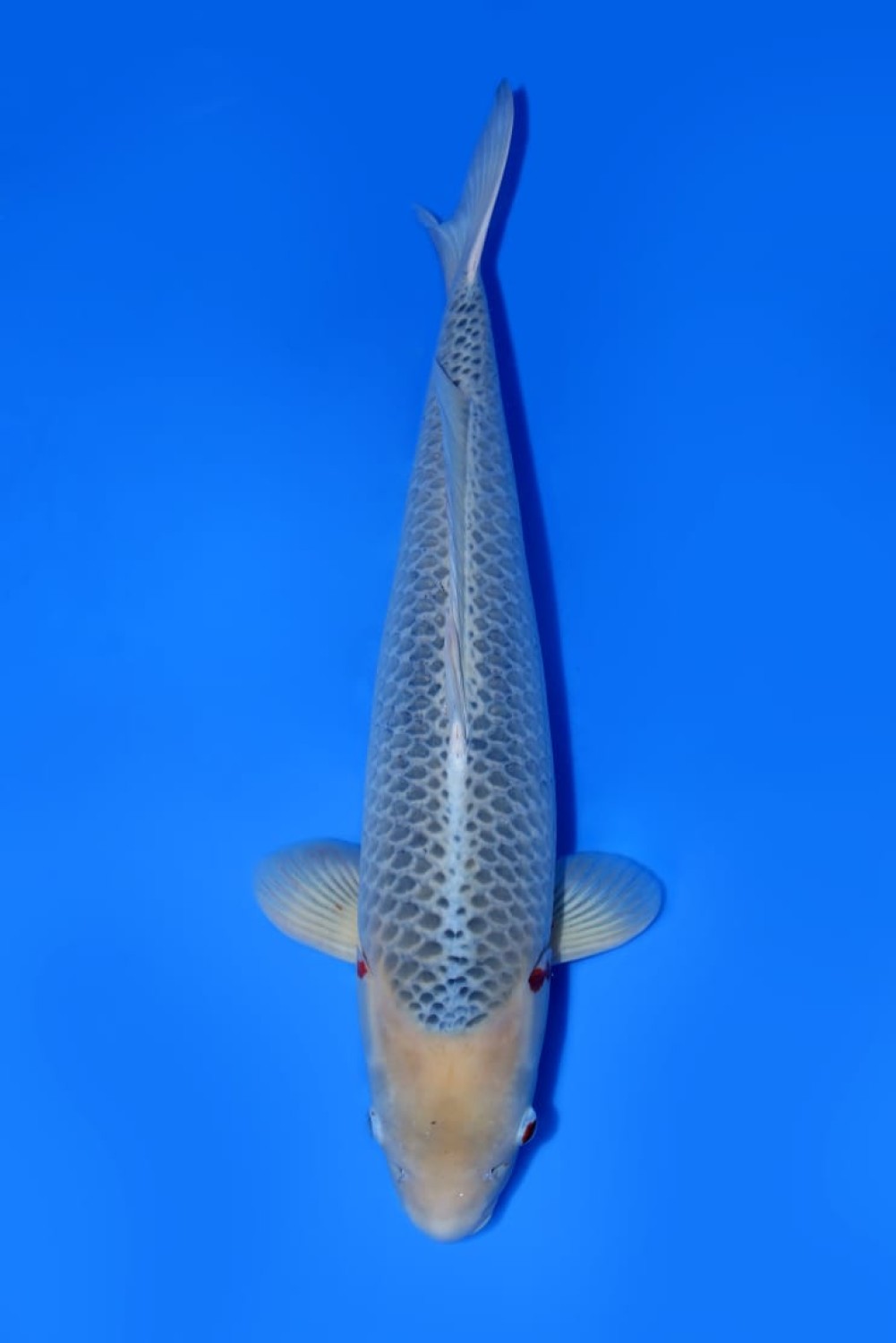 Juara 1