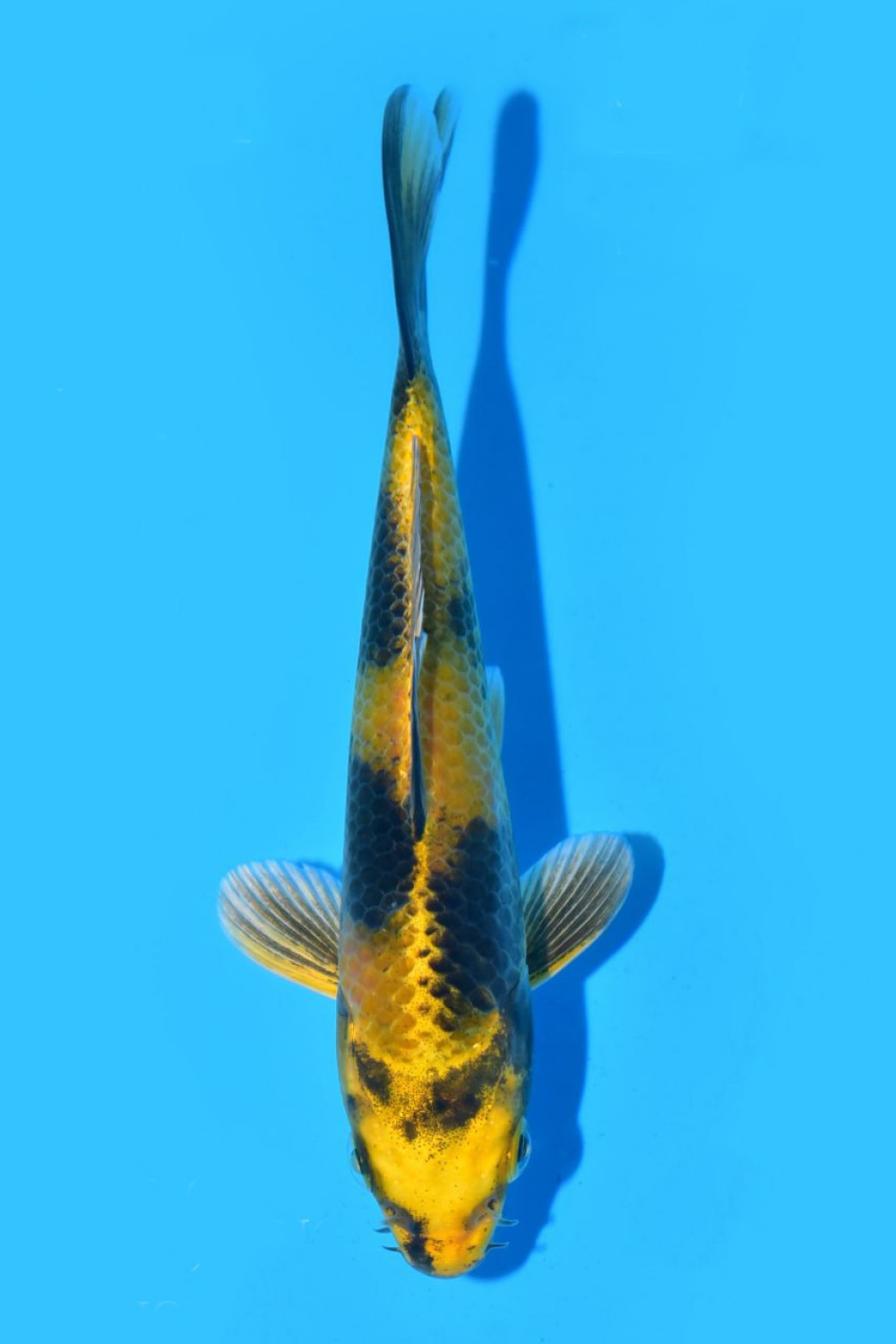 Juara 2