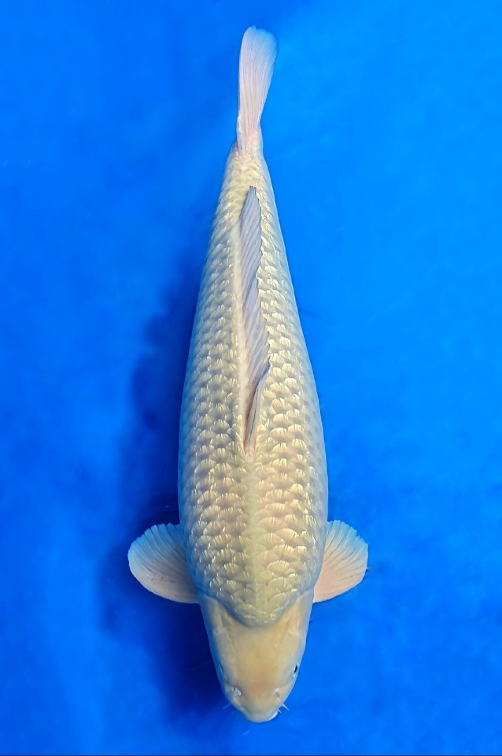 Best In Size E 66-70 cm