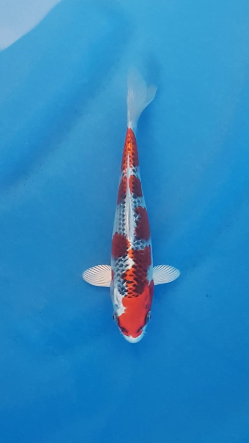Juara 2