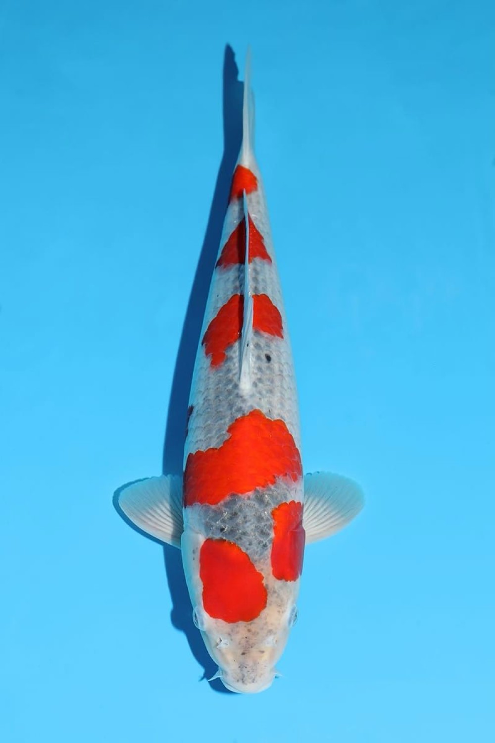 Juara 1