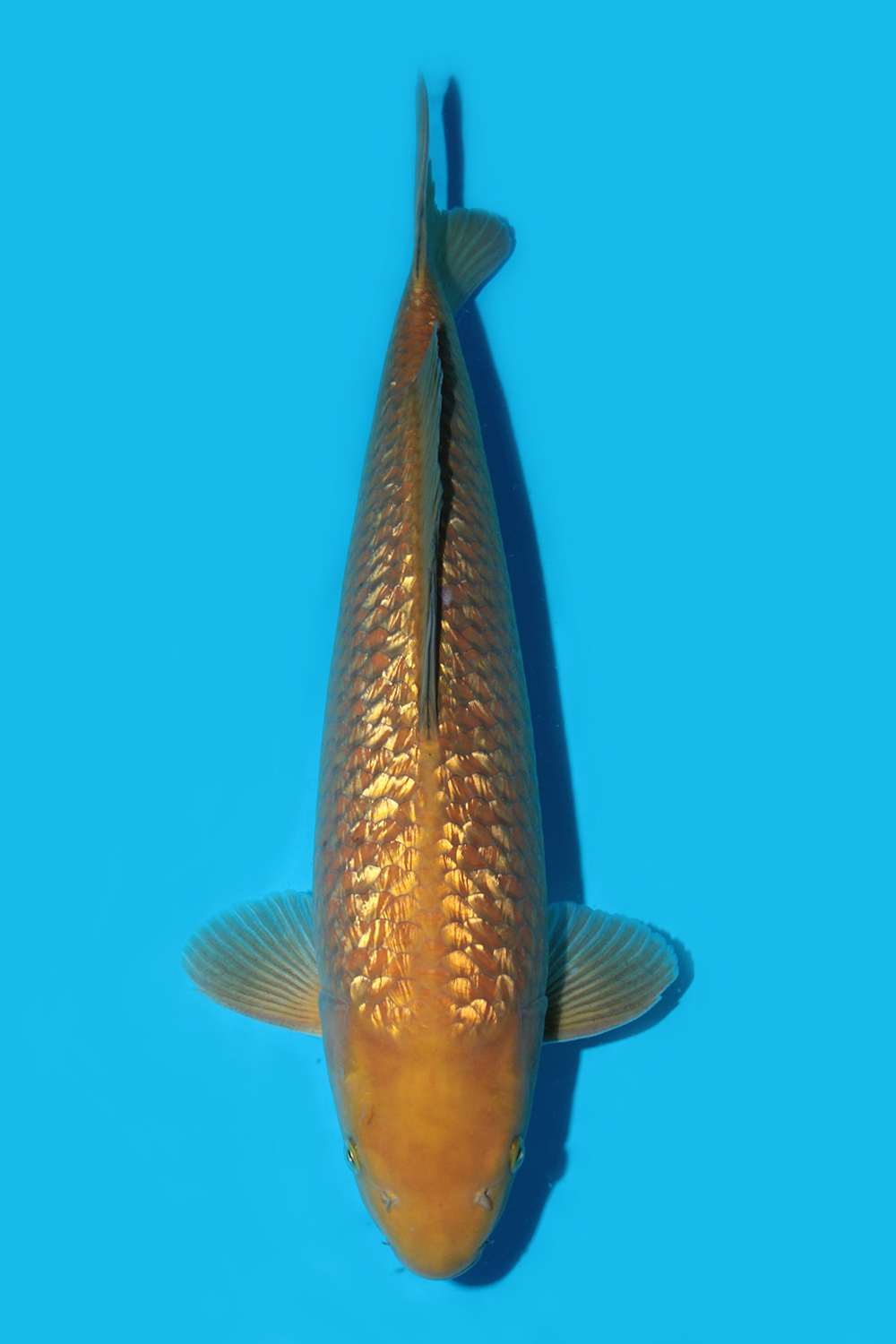 Juara 1