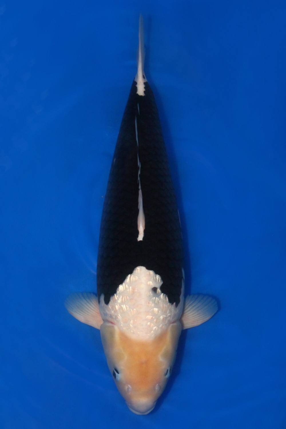 Juara 2