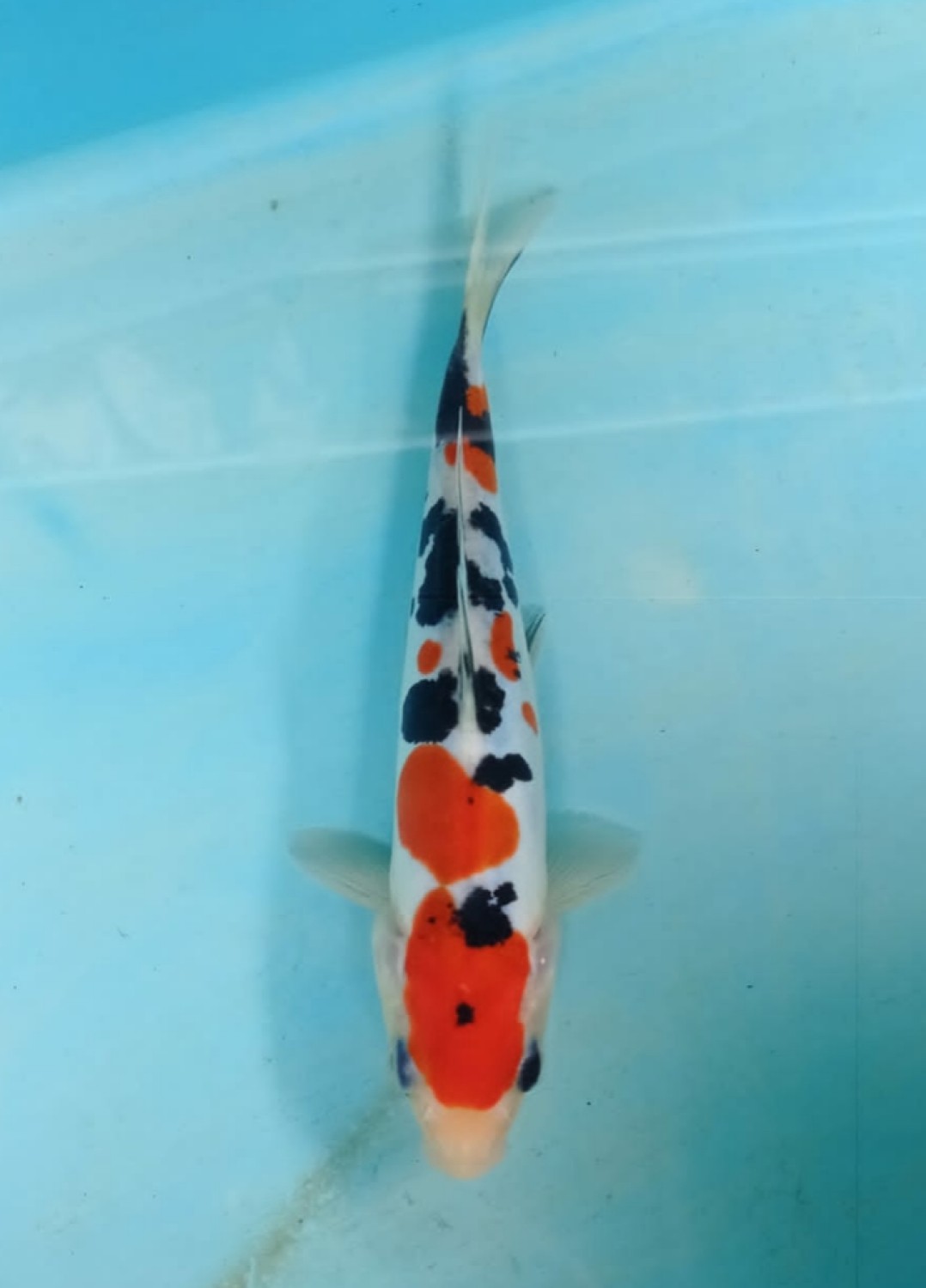 Juara 2