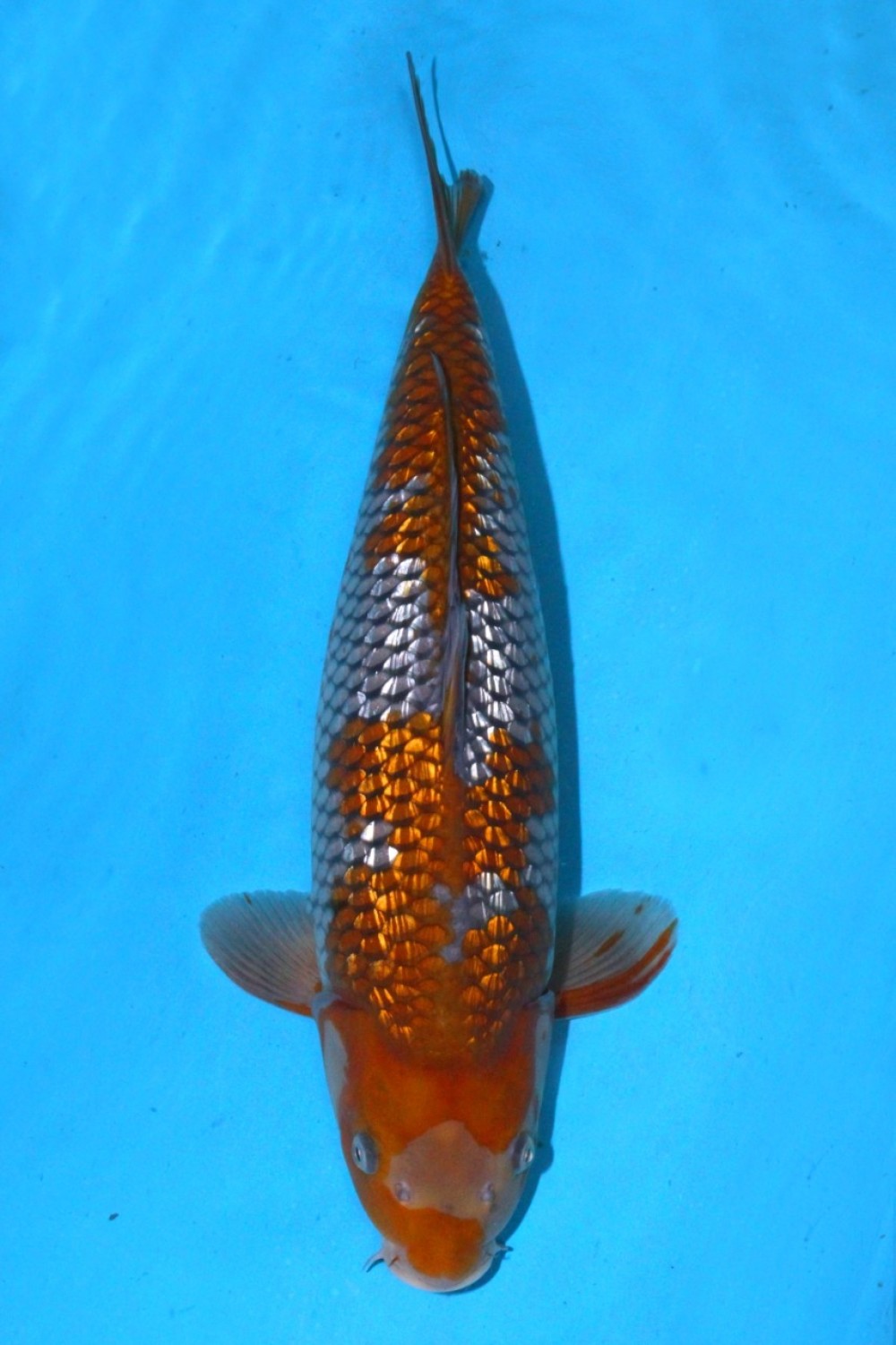 Adult Champion C