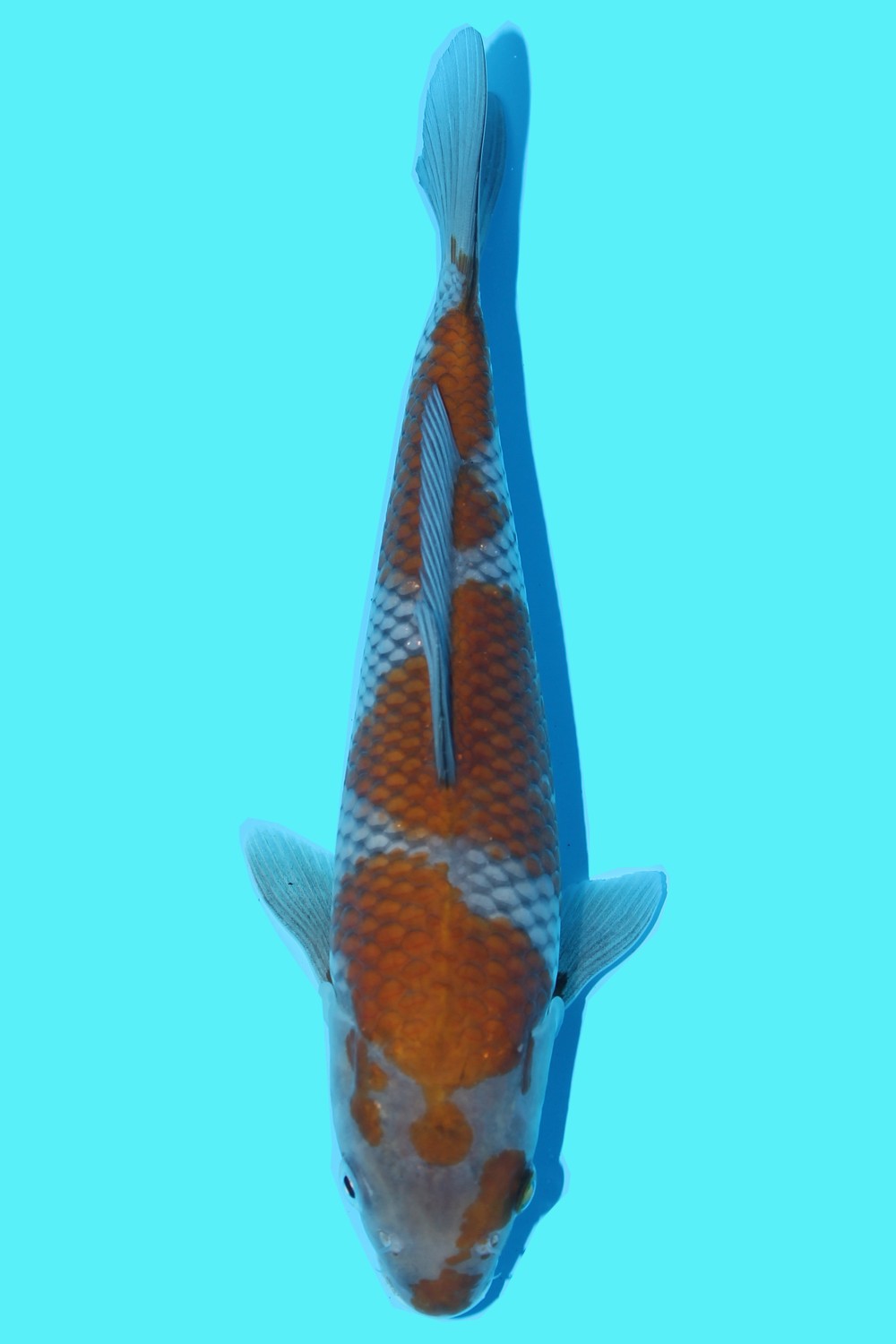 Juara 1