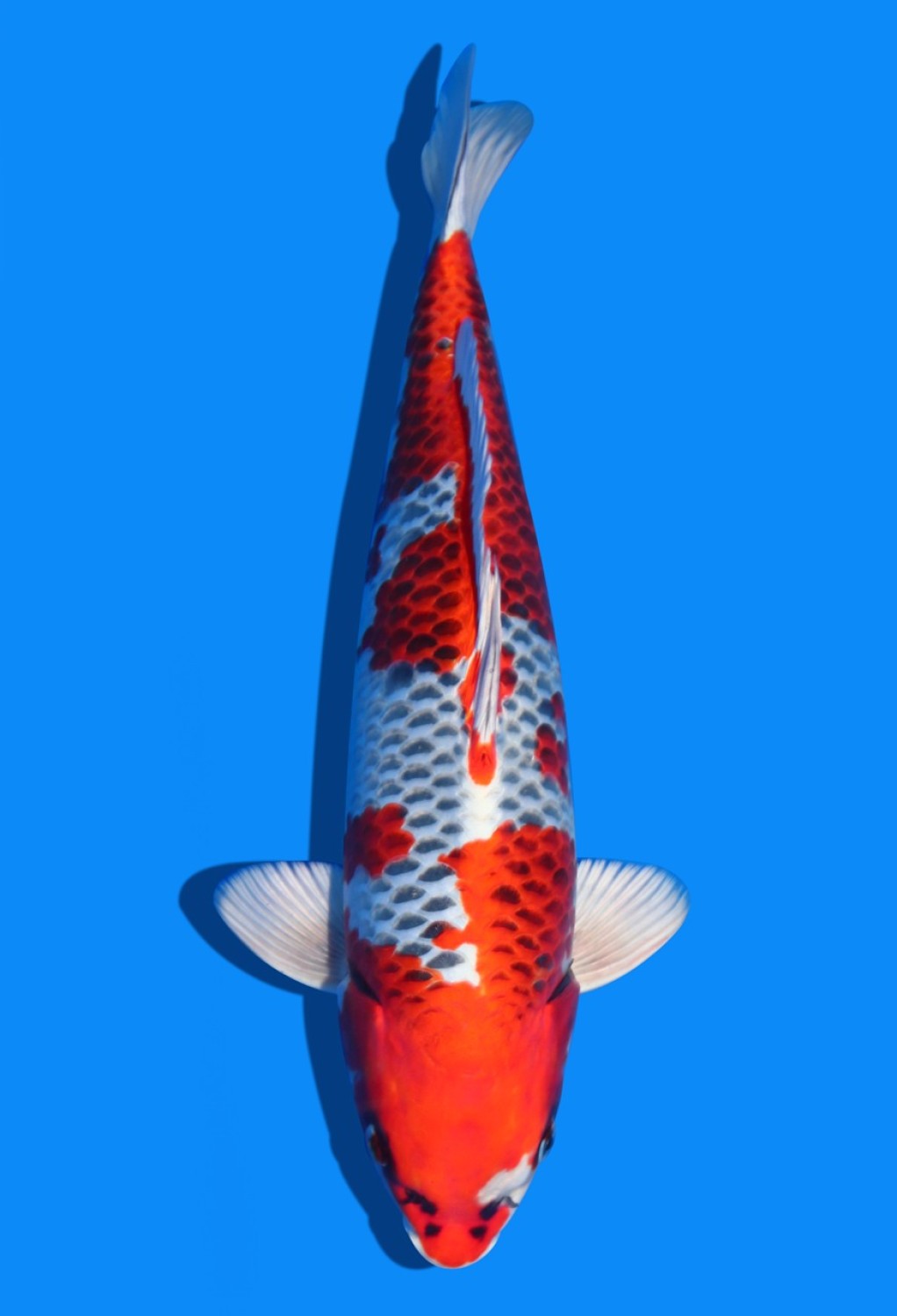 Juara 2