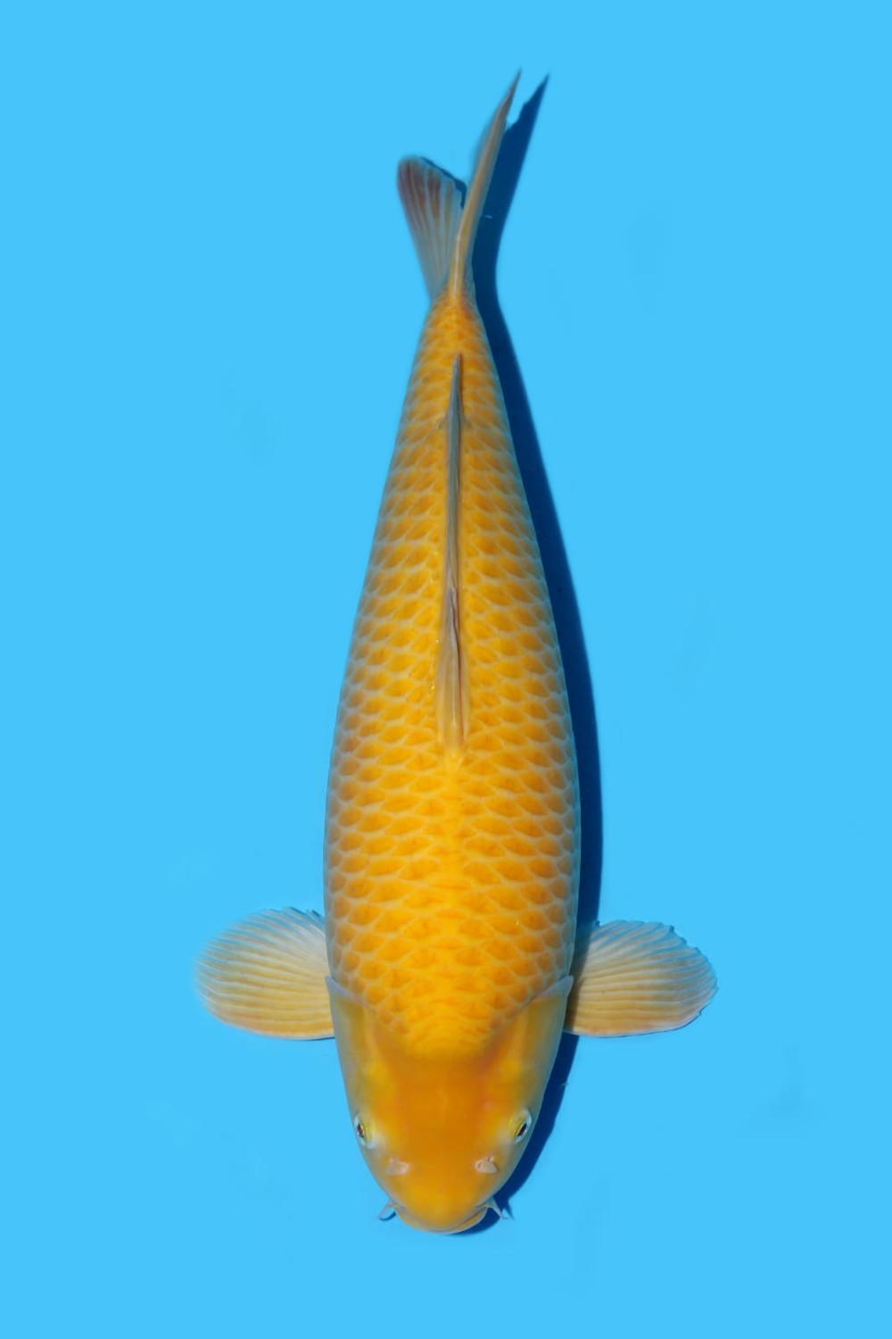 Juara 1