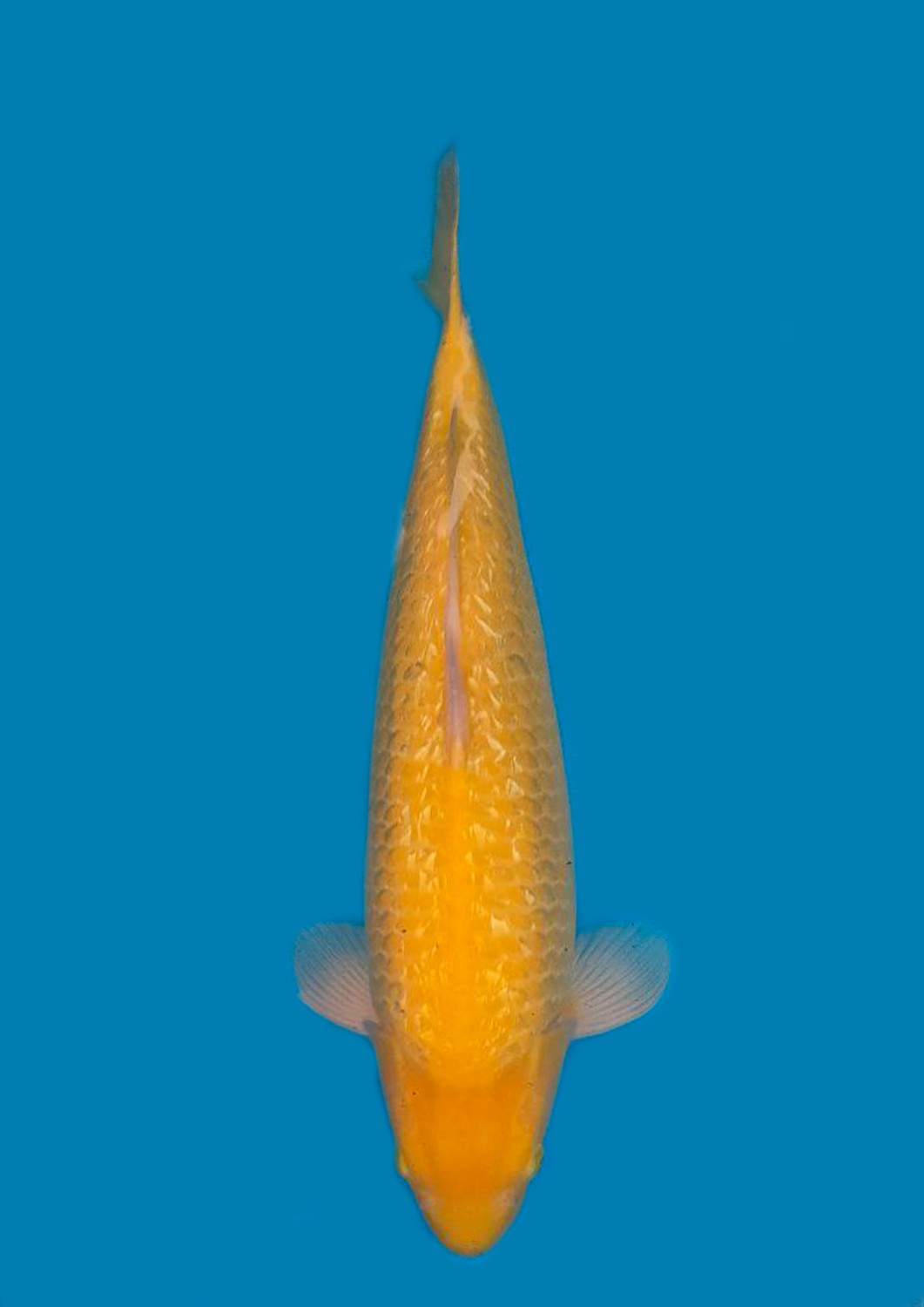 Juara 1