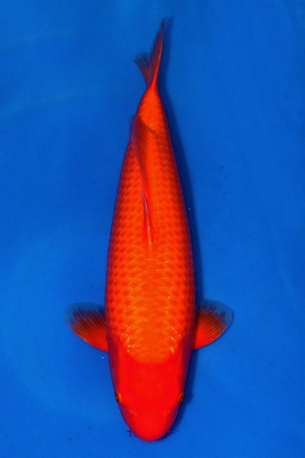 Juara 1