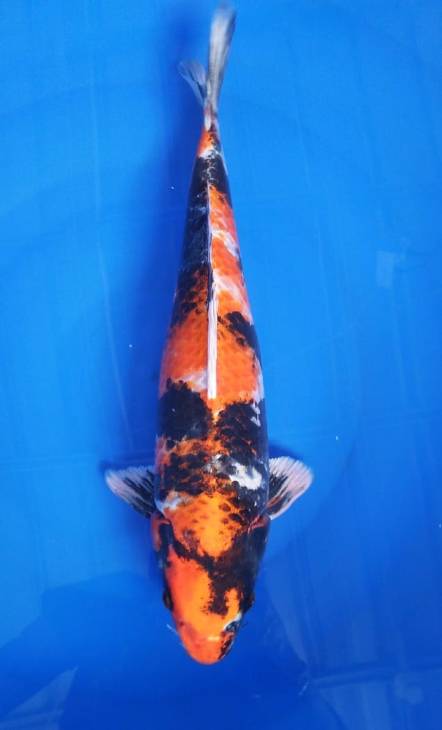 Juara 1